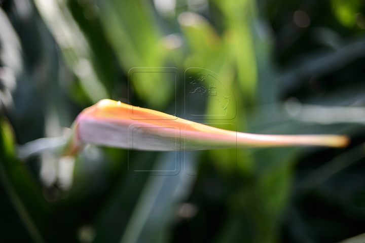 Zona tropicală din Chişinău! Grădina Botanică înfloreşte în prag de iarnă (FOTOREPORT)