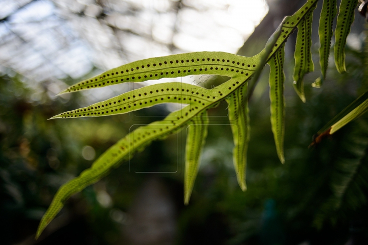 Zona tropicală din Chişinău! Grădina Botanică înfloreşte în prag de iarnă (FOTOREPORT)