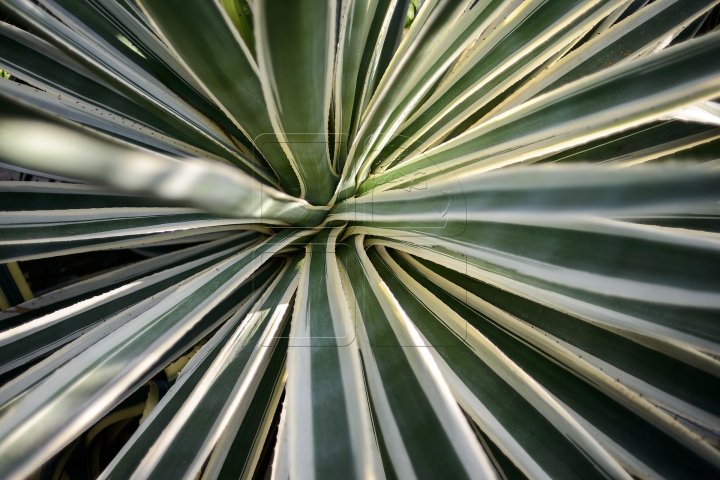 Zona tropicală din Chişinău! Grădina Botanică înfloreşte în prag de iarnă (FOTOREPORT)