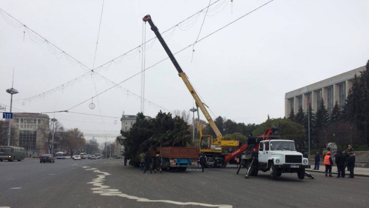 Pomul de Crăciun a fost adus în PMAN. Impresiile locuitorilor Capitalei (FOTO)