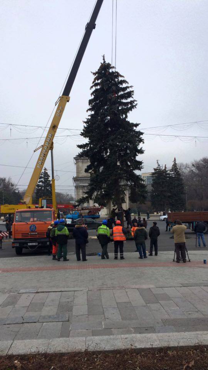 Pomul de Crăciun a fost adus în PMAN. Impresiile locuitorilor Capitalei (FOTO)