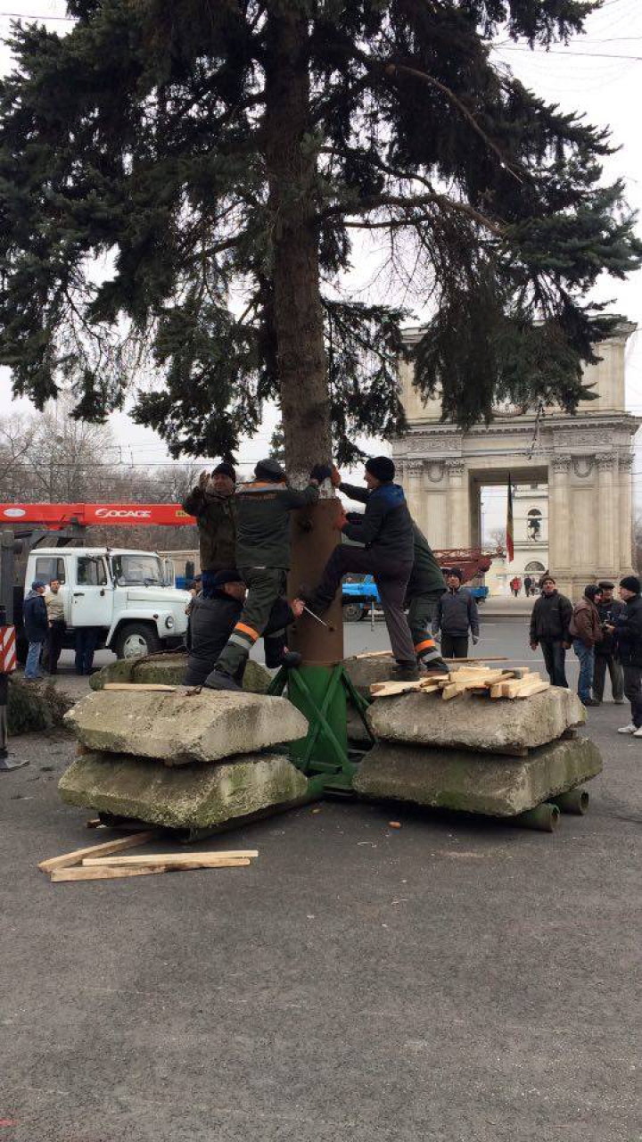 Pomul de Crăciun a fost adus în PMAN. Impresiile locuitorilor Capitalei (FOTO)