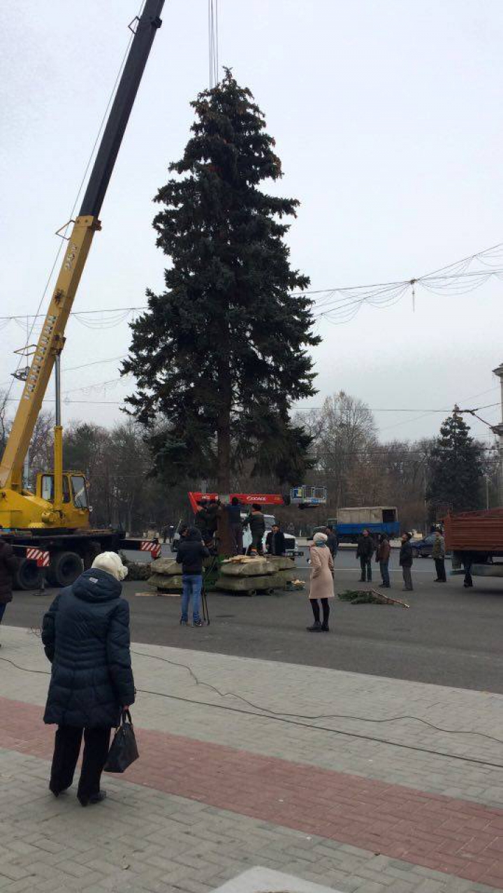 Pomul de Crăciun a fost adus în PMAN. Impresiile locuitorilor Capitalei (FOTO)