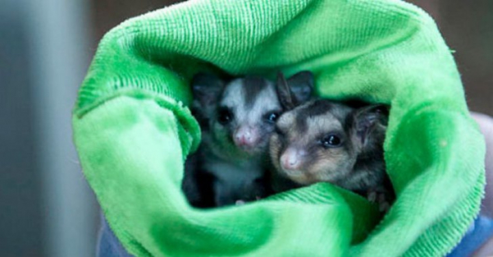 Au găsit în pădure o CREATURĂ STRANIE. Abia când a crescut au văzut ce era de fapt (FOTO)