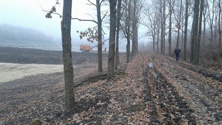 DEZASTRUL din pădurea de la Făleşti: Doi oameni de afaceri au fost REŢINUŢI. Cum vor fi pedepsiţi (FOTO)