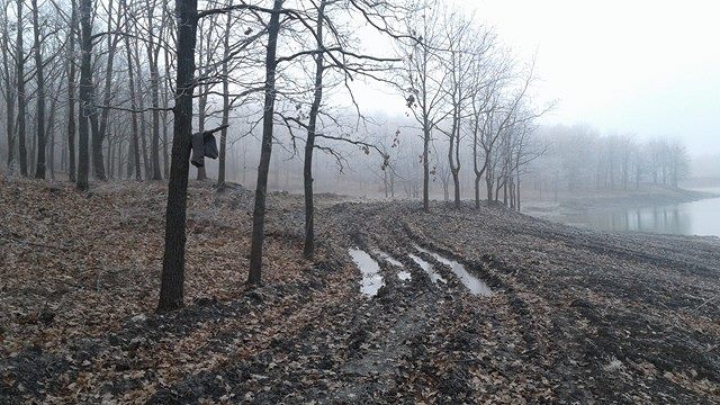 DEZASTRUL din pădurea de la Făleşti: Doi oameni de afaceri au fost REŢINUŢI. Cum vor fi pedepsiţi (FOTO)