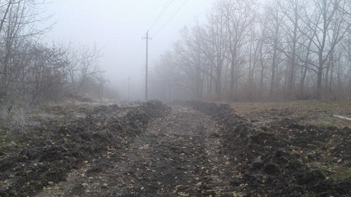 DEZASTRU! Cum arată pădurea DEFRIȘATĂ de grupările de la Bălți și Fălești. Pagube de milioane