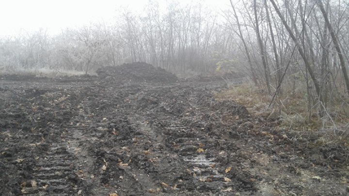 DEZASTRUL din pădurea de la Făleşti: Doi oameni de afaceri au fost REŢINUŢI. Cum vor fi pedepsiţi (FOTO)