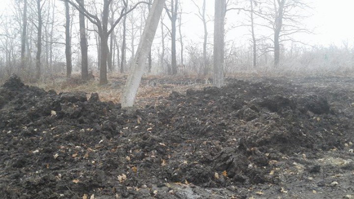 DEZASTRUL din pădurea de la Făleşti: Doi oameni de afaceri au fost REŢINUŢI. Cum vor fi pedepsiţi (FOTO)