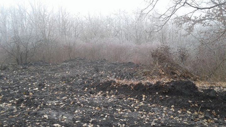 DEZASTRUL din pădurea de la Făleşti: Doi oameni de afaceri au fost REŢINUŢI. Cum vor fi pedepsiţi (FOTO)