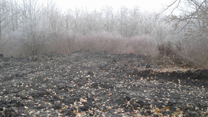 DEZASTRUL din pădurea de la Făleşti: Doi oameni de afaceri au fost REŢINUŢI. Cum vor fi pedepsiţi (FOTO)