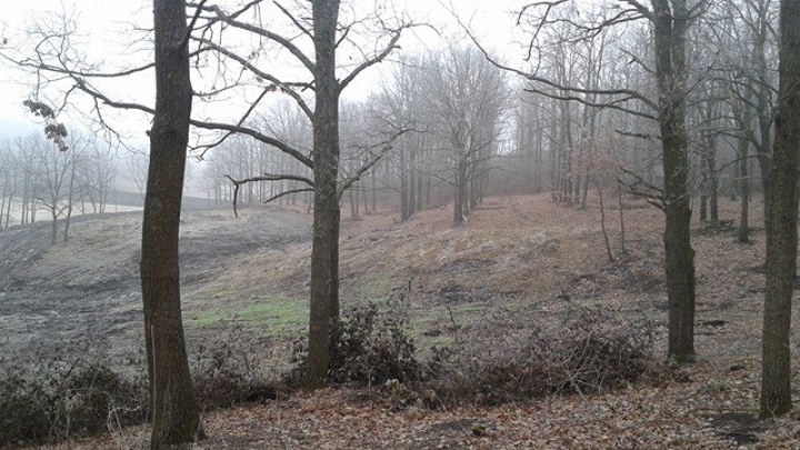 DEZASTRUL din pădurea de la Făleşti: Doi oameni de afaceri au fost REŢINUŢI. Cum vor fi pedepsiţi (FOTO)