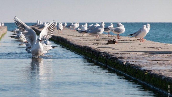 Vreme frumoasă şi în Ucraina! Locuitorii din Odesa au ieşit la plajă (FOTO)