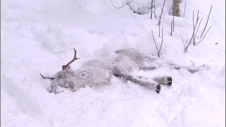 CATASTROFA nevăzută! Zonele în care renii dispar în masă