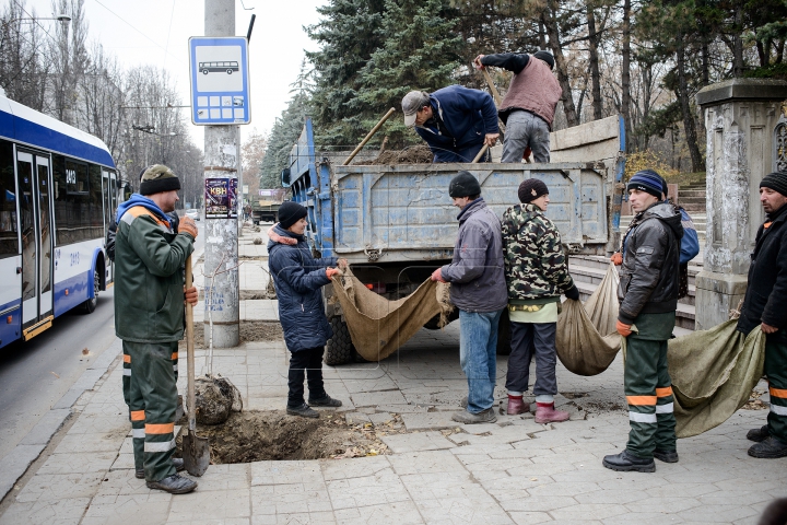 Forfotă mare pe strada Bănulescu-Bodoni. Înarmaţi cu hârleţe, angajaţii de la "Spaţii Verzi" au plantat copaci (FOTO)