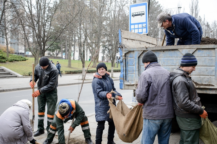 Forfotă mare pe strada Bănulescu-Bodoni. Înarmaţi cu hârleţe, angajaţii de la "Spaţii Verzi" au plantat copaci (FOTO)