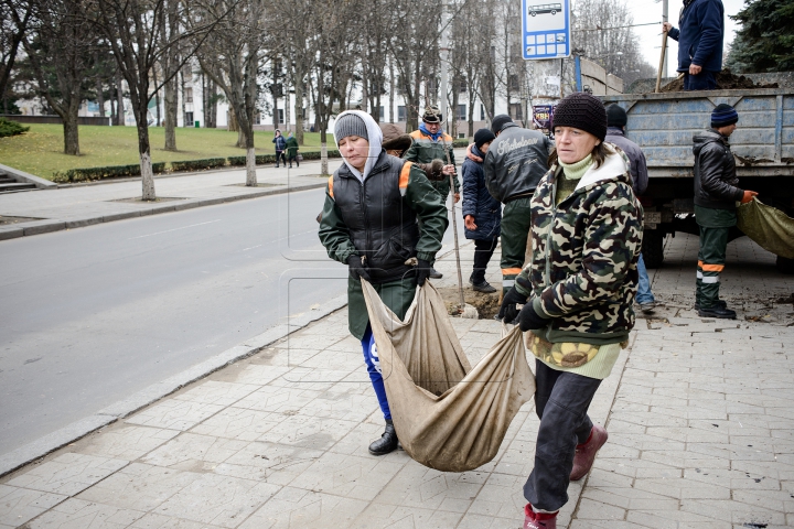 Forfotă mare pe strada Bănulescu-Bodoni. Înarmaţi cu hârleţe, angajaţii de la "Spaţii Verzi" au plantat copaci (FOTO)