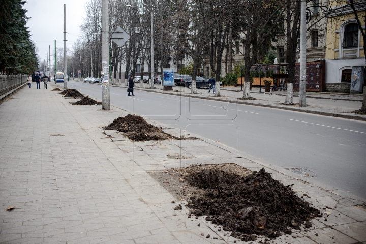 Forfotă mare pe strada Bănulescu-Bodoni. Înarmaţi cu hârleţe, angajaţii de la "Spaţii Verzi" au plantat copaci (FOTO)