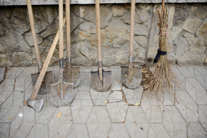 Forfotă mare pe strada Bănulescu-Bodoni. Înarmaţi cu hârleţe, angajaţii de la "Spaţii Verzi" au plantat copaci (FOTO)