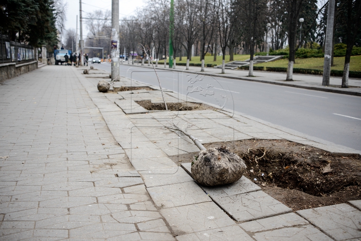 Forfotă mare pe strada Bănulescu-Bodoni. Înarmaţi cu hârleţe, angajaţii de la "Spaţii Verzi" au plantat copaci (FOTO)