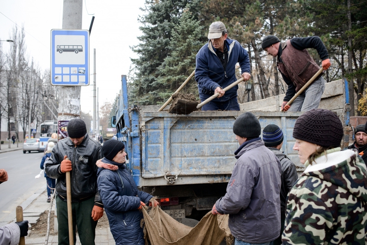 Forfotă mare pe strada Bănulescu-Bodoni. Înarmaţi cu hârleţe, angajaţii de la "Spaţii Verzi" au plantat copaci (FOTO)