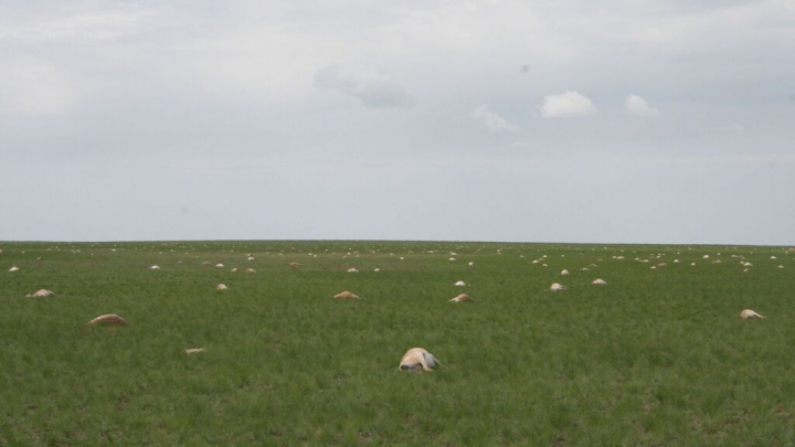 ŞOCANT! Peste 150.000 de antilope au murit în doar trei zile. MOTIVUL INEXPLICABIL