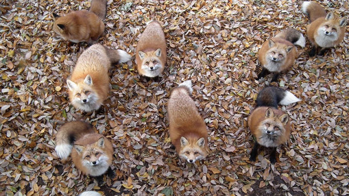 Japonia are o insulă a vulpilor: Zao Fox Village, un loc plin de magie și misticism (FOTO)