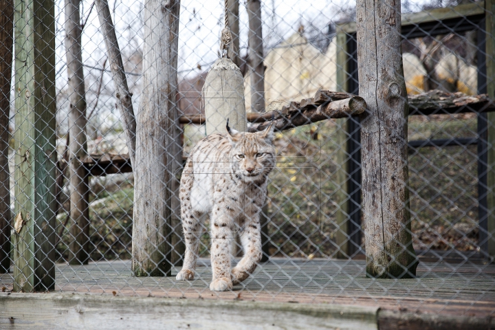 Animalele de la Grădina Zoologică din Capitală, GATA DE IARNĂ. Ce provizii au fost pregătite (FOTOREPORT)