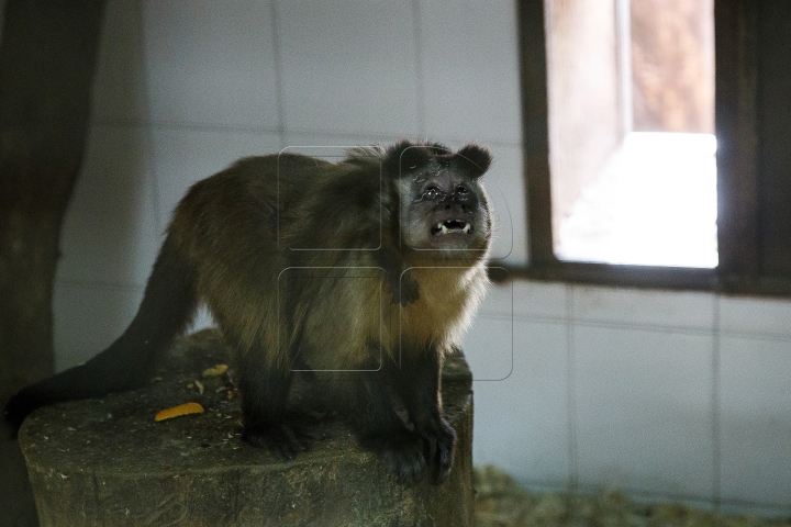 Animalele de la Grădina Zoologică din Capitală, GATA DE IARNĂ. Ce provizii au fost pregătite (FOTOREPORT)