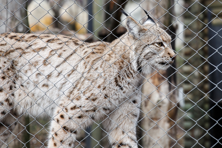 Animalele de la Grădina Zoologică din Capitală, GATA DE IARNĂ. Ce provizii au fost pregătite (FOTOREPORT)