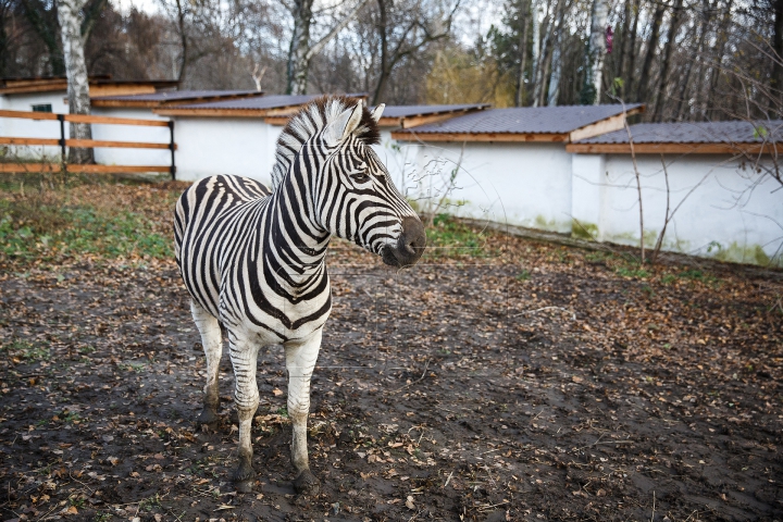 Animalele de la Grădina Zoologică din Capitală, GATA DE IARNĂ. Ce provizii au fost pregătite (FOTOREPORT)