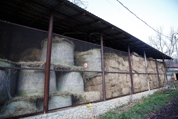 Animalele de la Grădina Zoologică din Capitală, GATA DE IARNĂ. Ce provizii au fost pregătite (FOTOREPORT)