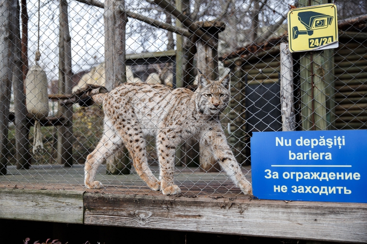 Animalele de la Grădina Zoologică din Capitală, GATA DE IARNĂ. Ce provizii au fost pregătite (FOTOREPORT)