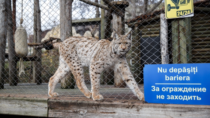 Animalele de la Grădina Zoologică din Capitală, GATA DE IARNĂ. Ce provizii au fost pregătite (FOTOREPORT)