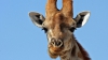 Ecologiştii, neputincioşi! Eforturile de salvare a girafelor, împiedicate de conflictele din Africa