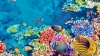 Australia cheamă cei mai străluciți oameni de știință pentru salvarea Marii Bariere de Corali