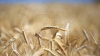 Recoltă RECORD de grâu. Producţia din acest an a crescut cu 25 la sută 