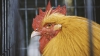 UE a interzis importurile de carne de pasăre din Ucraina, din cauza gripei aviare