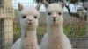 Străjeri vigilenţi! Două lame Alpaca păzesc 24.000 de curcani destinaţi sărbătorilor de iarnă (VIDEO)