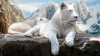 Fascinante și rare! Topul celor mai scumpe animale din lume (FOTO)