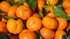 Secretul clementinelor cu frunze din supermarketuri. Ce sunt de fapt