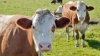 #realIT. Vacile austriece au fost dotate cu GPS pentru liniştea turiştilor