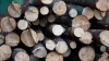 Defrișare ilegală de copaci la sfârșit de iarnă. Hoții din Edineț fac afacere profitabilă cu lemne