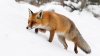 SCENE COMICE în lumea animalelor. Ce a păţit o vulpe în timp ce a sărit în zăpadă după pradă (VIDEO)
