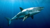 CLIPE DE GROAZĂ! Un rechin de cinci metri s-a apropiat de un scafandru (VIDEO)