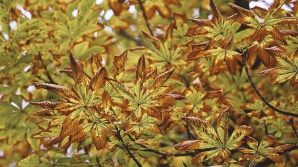 INIŢIATIVĂ INEDITĂ! Frunzele căzute vor fi transformate în îngrășăminte