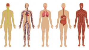 Douăsprezece părți ale corpului care nu servesc la (aproape) NIMIC