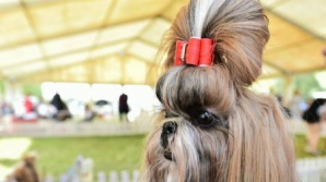 Câinii se pot confrunta cu încărunțirea prematură a firelor de păr din blană. Care este cauza