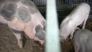 VESTE BUNĂ! Ce au arătat probele de laborator privind focarele de pestă porcină, depistate în nordul ţării