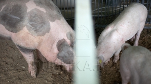 Sărbătoarea Ignatului: Se sacrifică porcul pentru masa de Crăciun. Ce trebuie să ştie femeile însărcinate